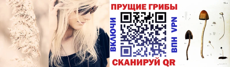Галлюциногенные грибы GOLDEN TEACHER  OMG вход  Новокубанск 